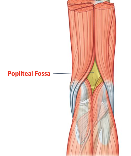 <p>Fat filled compartment located at the back of the knee</p><p>Contains: popliteal artery, popliteal vein, tibial nerve, common peroneal nerve</p>