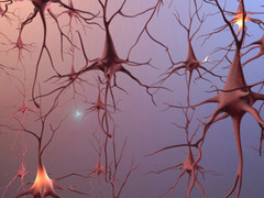 <p>the formation of new neurons.</p>