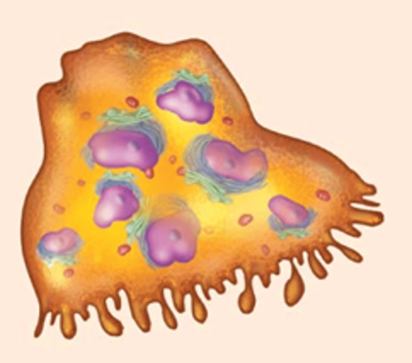 <p>giant, multinucleated cells</p><p>bone-dissolving cells which breakdown bone matrix and allow the resorption of calcium into the bloodstream</p>
