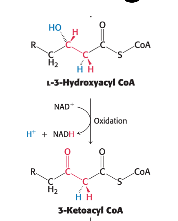 <p>A <strong>second oxidation reaction</strong></p><ul><li><p>Requires <strong><em>nicotinamide adenine dinucleotide (</em></strong><span style="font-family: KaTeX_Main, "Times New Roman", serif; line-height: 1.2; font-size: 1.21em;"><strong><span>NAD+)</span></strong></span> as an electron acceptor.</p></li><li><p>Converts the <strong>hydroxyl group</strong> at carbon 3 into a <strong><em>keto group</em></strong>, generating <em>NADH</em> and <em>3-ketoacyl CoA</em>.</p></li><li><p>Catalyzed by <strong><em>L-3-hydroxyacyl CoA dehydrogenase</em> </strong></p></li></ul><p><span><span>L-3-Hydroxyacyl&nbsp;CoA+NAD+→3-Ketoacyl&nbsp;CoA+NADH+H+</span></span></p>