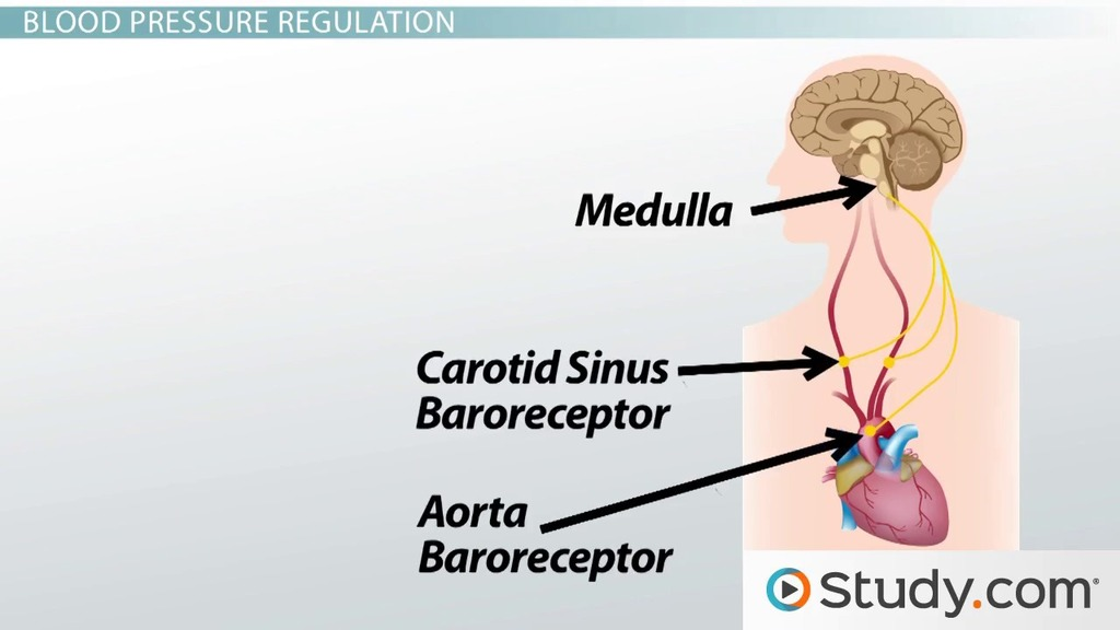 <p>sensory nerve ending in the arteries near the heart alert the cardiac center in the brains stem</p>