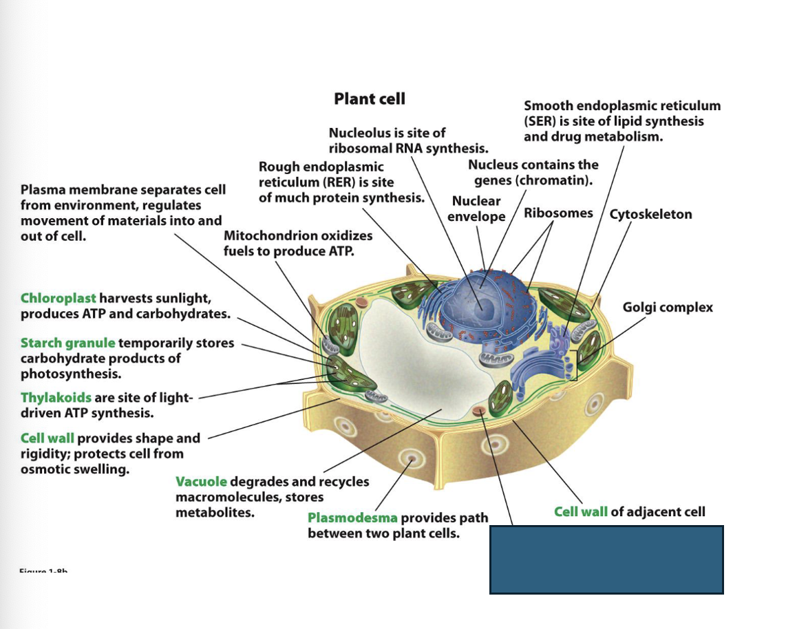 term image