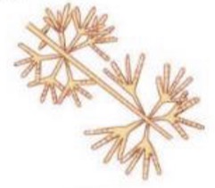 <p>What streptomyces spore-bearing structure is this?</p>