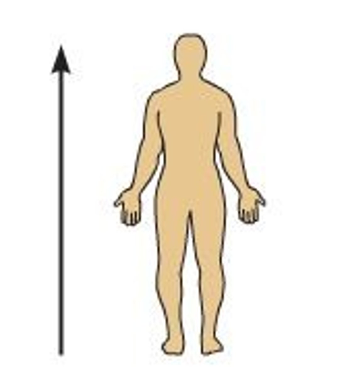 <p>Above or toward the head.</p>