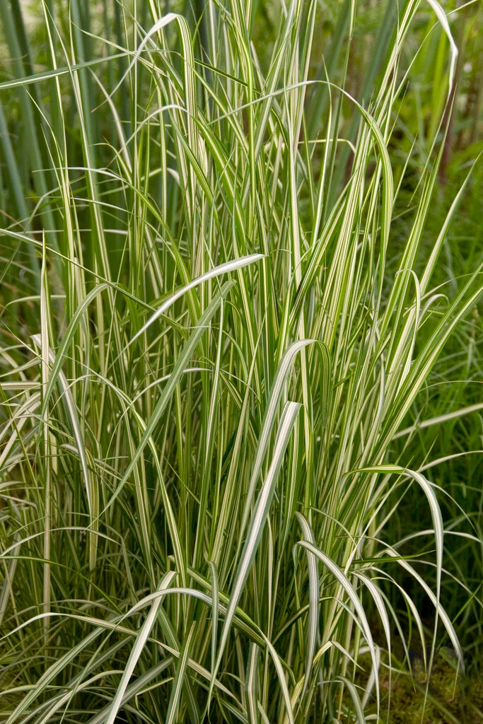 <p>Calamagrostis x acutiflora</p>