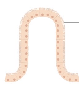 <p>Microvilli</p>
