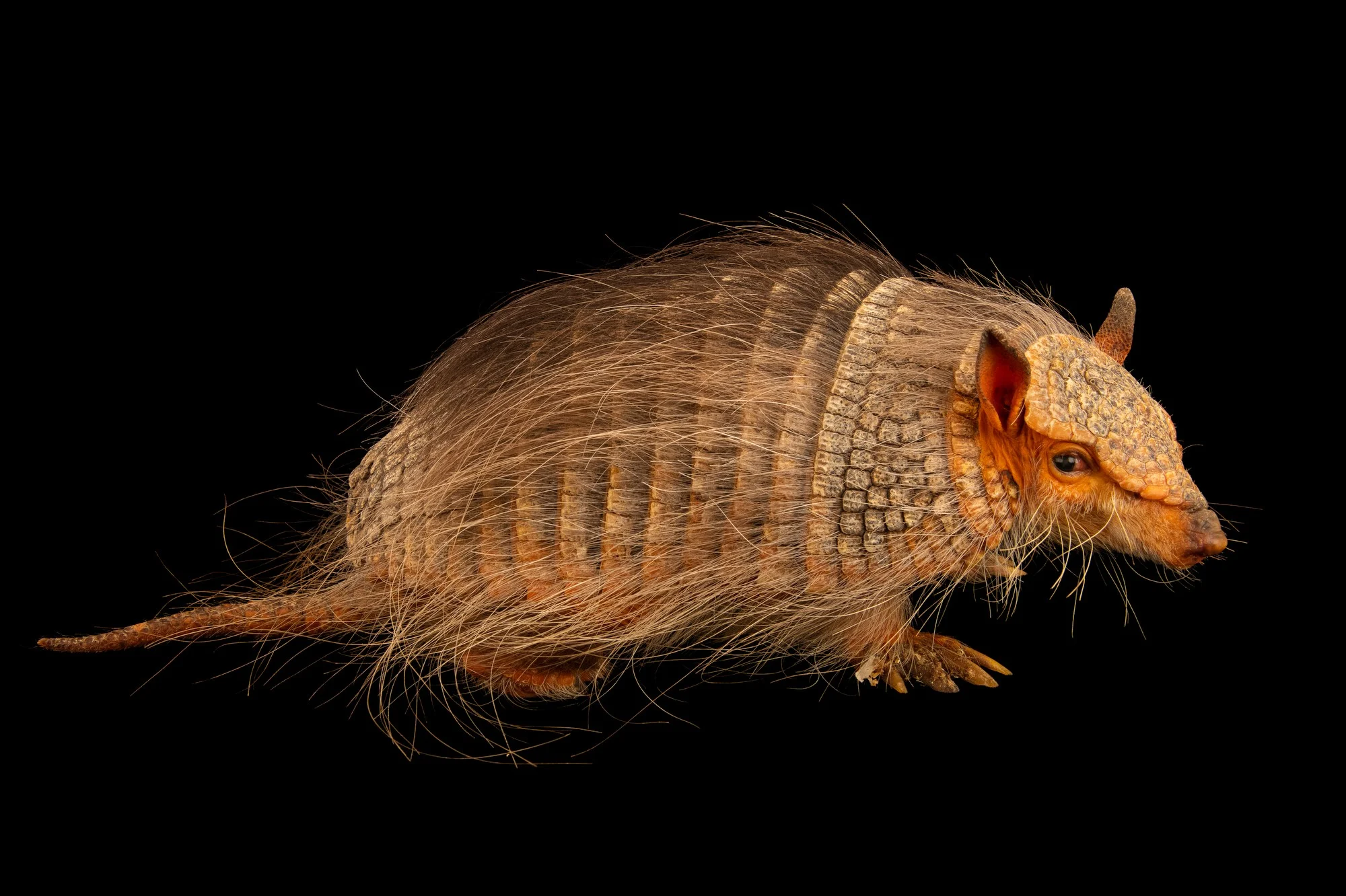<p>Common Name: Screaming Hairy Armadillo</p><p>Magnaorder: Xenarthra </p><p>Order: Cingulata </p><p>Family: Chlamyphoridae </p>