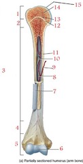 <p>14</p>