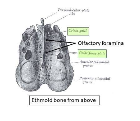 <p>Holes for olfactory nerves on cribiform plate</p><ul><li><p>Ethmoid</p></li></ul><p></p>