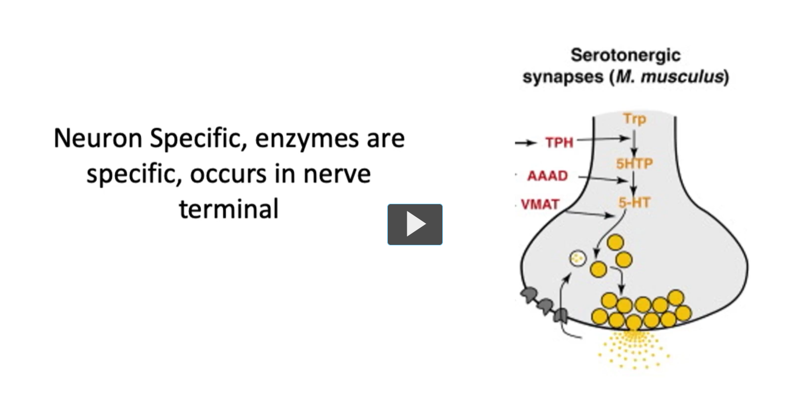 <p>This <strong>concept</strong> of <strong>neural specific enzymes</strong> <strong>reinforces</strong> <strong>the fact tha</strong>t <strong>biosynthesis </strong>(of neurotransmitters) <strong>occurs</strong> <strong>locally within the pre-synaptic termina</strong>l, as we can see in this figure. </p><p><strong>Enzymes </strong>(involved in neurotransmitter production) are <strong>synthesized in the soma</strong> and <strong>transported down to the</strong> <strong>axon of the neuron</strong>. </p><p><strong>This compartmentalization</strong> will <strong>ensure</strong> that <strong>each neurotransmitter</strong> are <strong>made</strong> and <strong>released precisely when</strong> and <strong>where they are needed</strong>. </p>