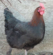 <p>welk type kip is dit</p>