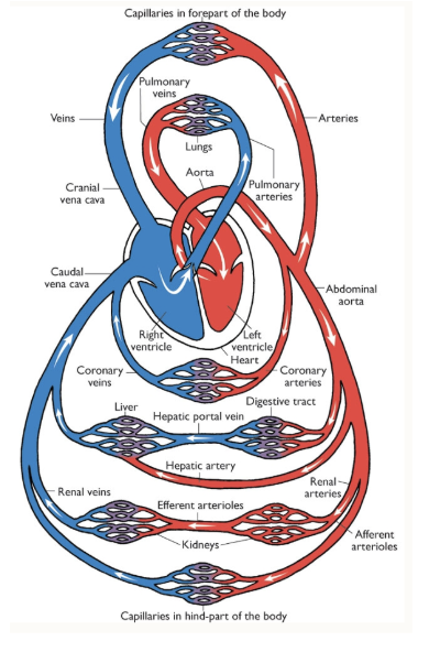 <p><span style="background-color: transparent;">Arteries: from the heart</span></p><p><span style="background-color: transparent;">Capillaries: site of diffusion</span></p><p><span style="background-color: transparent;">Portal veins: between 2 capillary beds</span></p><p><span style="background-color: transparent;">Veins: return to the heart</span><br></p>