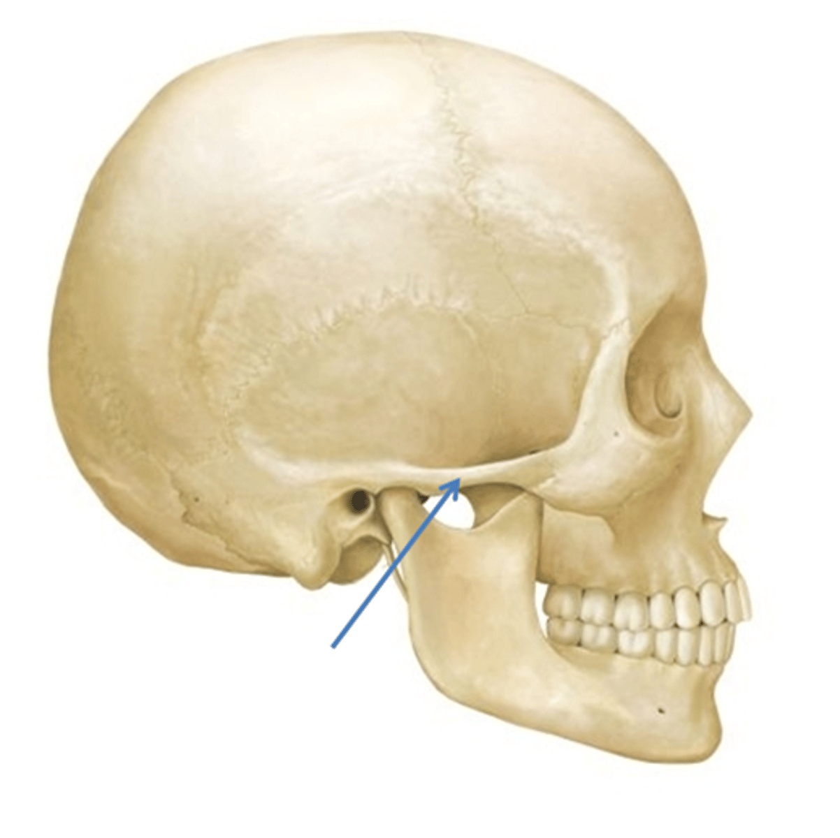 <p>exocraniale zijde, De processus zygomaticus heeft twee wortels; een achterste wortel en een voorste.</p>