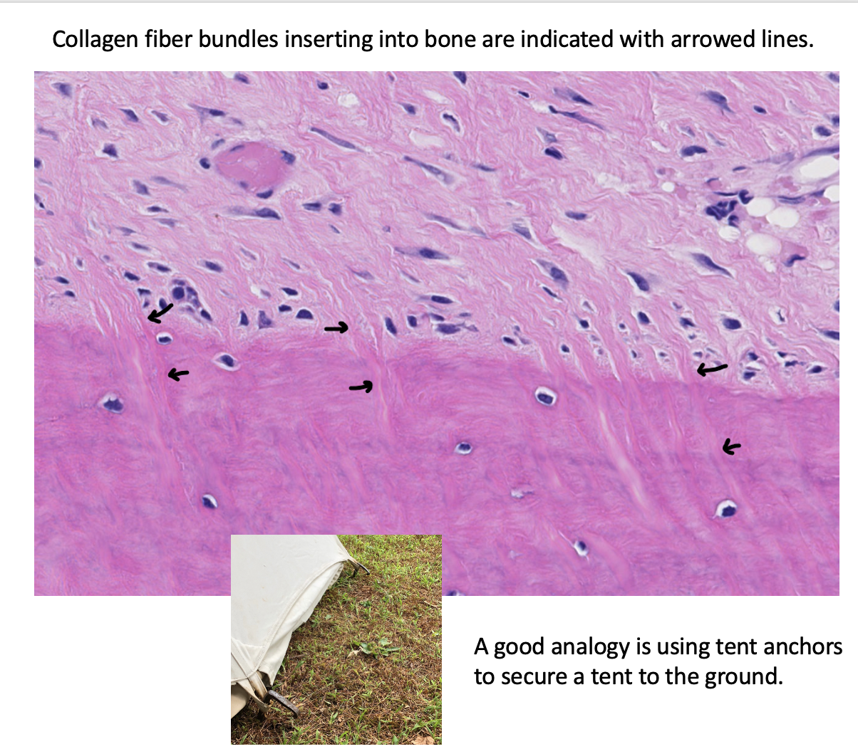 <p><span style="font-family: "Calibri Light";">Multiple small bundles of collagen fibers from tendons, ligaments, and the periosteum are embedded within the underlying bone as a means of anchoring these structures.<br><br>What do we call these fibrous insertions?</span></p>