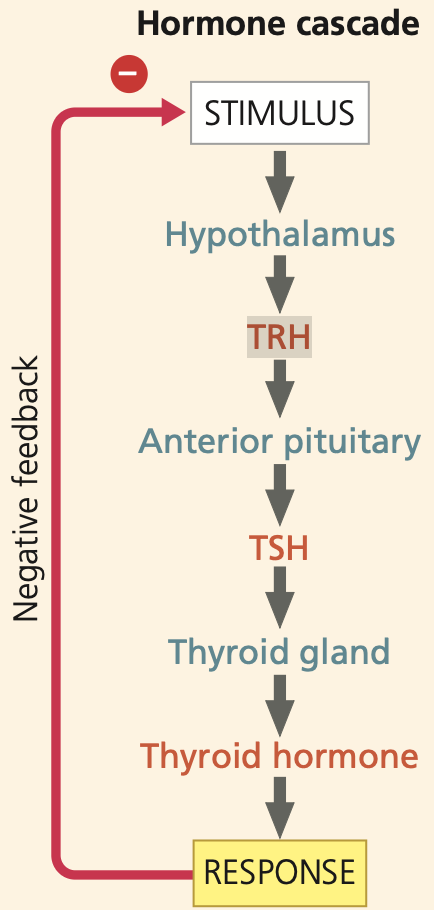 <p>Most hormones act in a cascade of different hormones (Red in picture) and different hormone-producing glands (blue in picture).</p><p>In the picture example of a hormone cascade.</p>