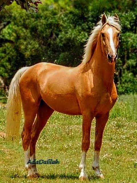 <p>welke kleur </p>