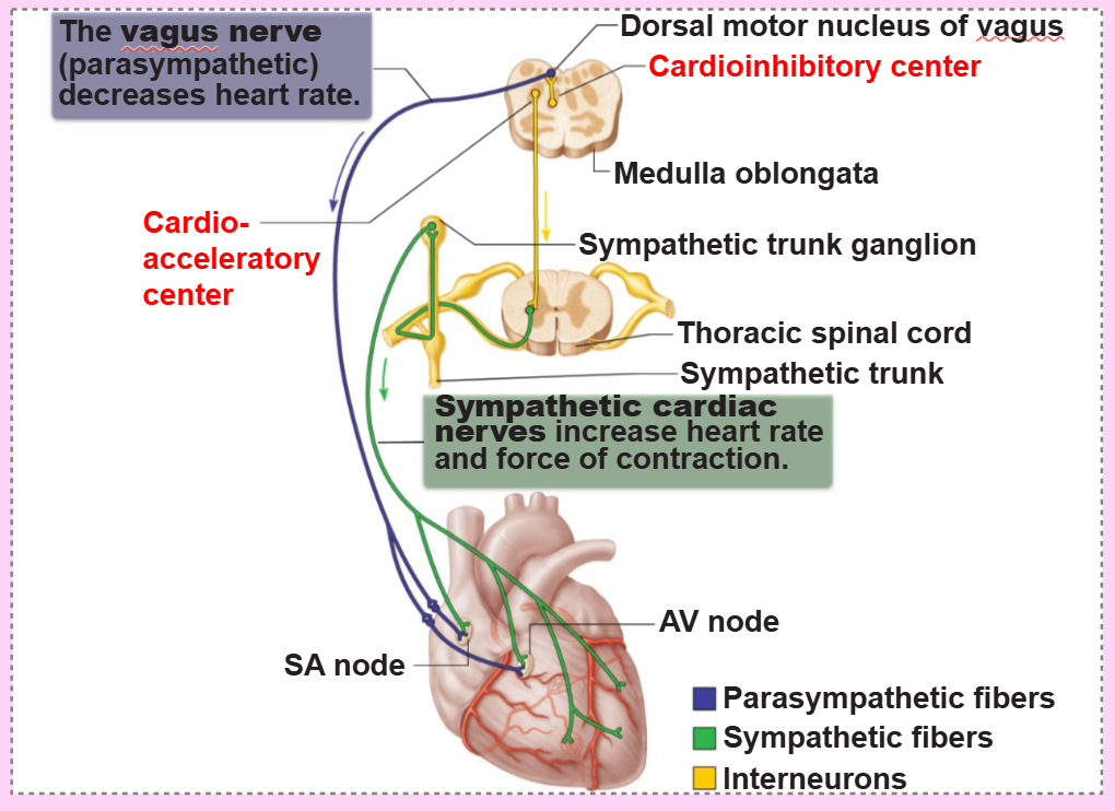<p>the cardioacceleratory center of the medulla oblongata</p>