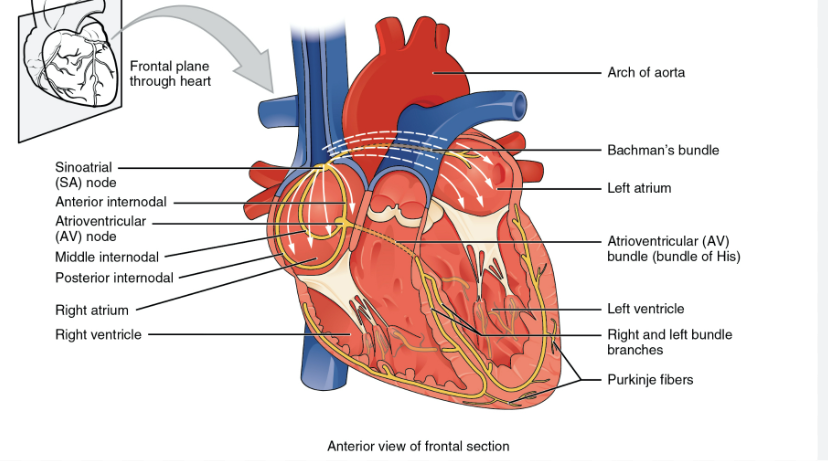<p>what is this a diagram of ?</p>