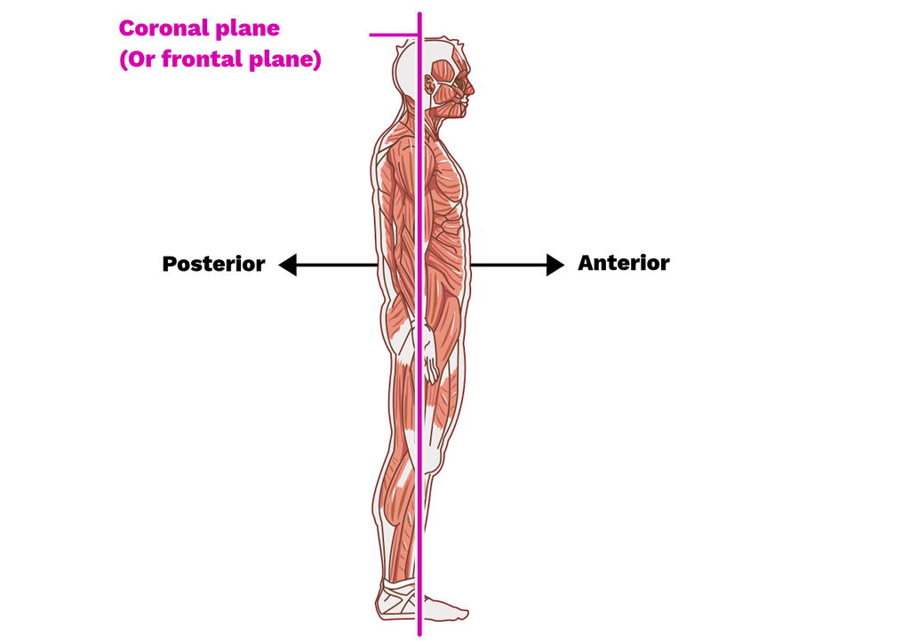 <p>Vertically into anterior and posterior parts (or ventral and dorsal parts)</p>