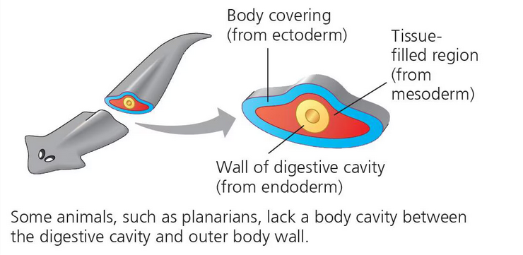 <p>Triploblastic animals lacking a body cavity; planarians and some other animals.</p>