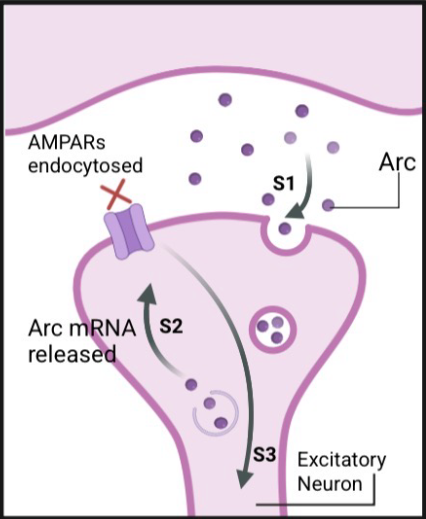 <p>downregulates synaptic signalling </p><ul><li><p>neuronal protein expressed in response to synaptic activity </p></li><li><p>enriched at excitatory synapses</p></li><li><p>Arc capsids may be required to eliminate synaptic material </p></li><li><p>required for learning and memory processes</p></li><li><p>Arc capsids endocytosed, Arc mRNA released, binds AMPARs, which get endocytosed and dampens activity of neuron</p></li></ul><p></p>