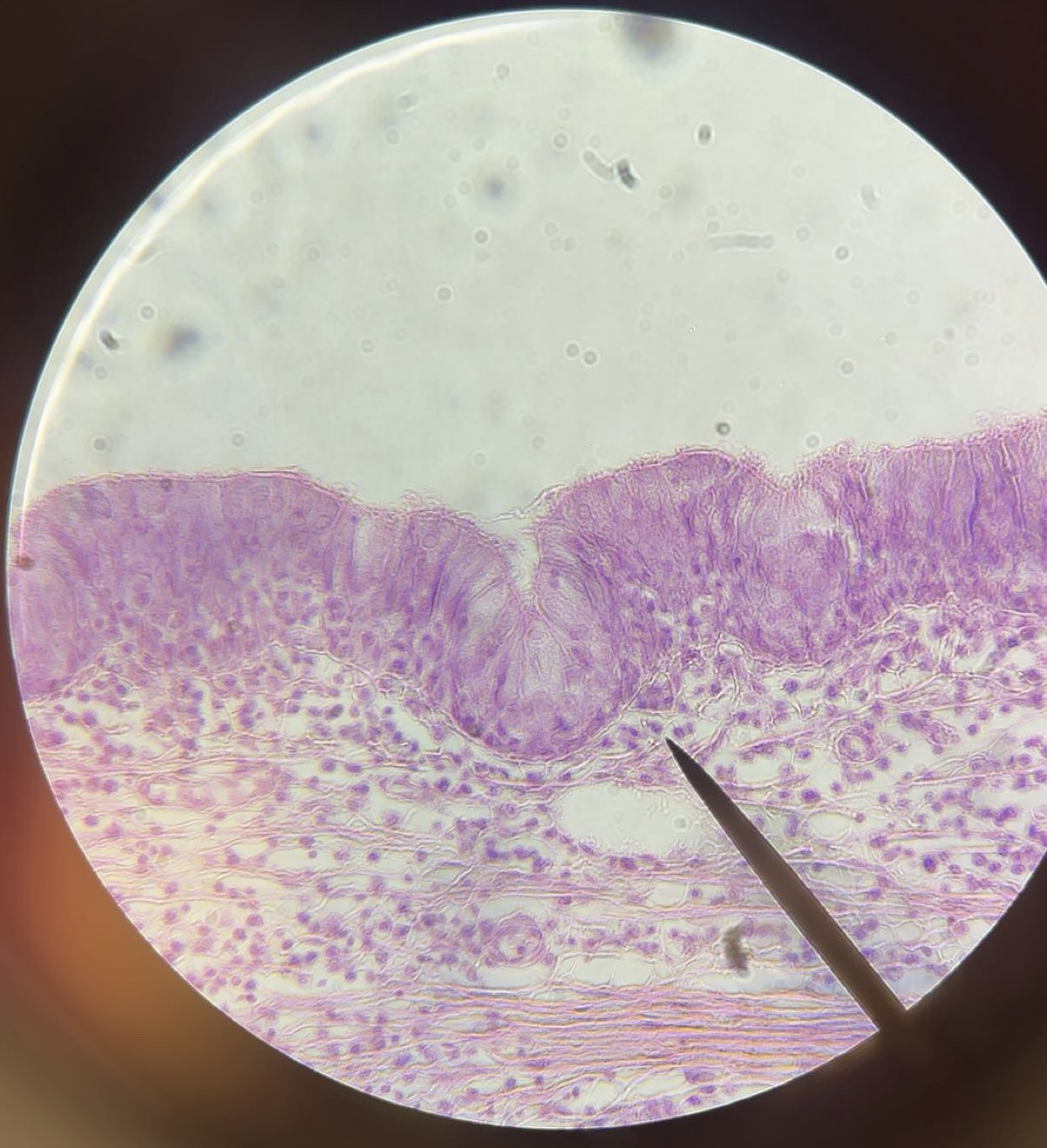 <p>tissue</p>
