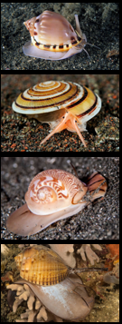<p>Why phylum, class, and subclass are these?</p>