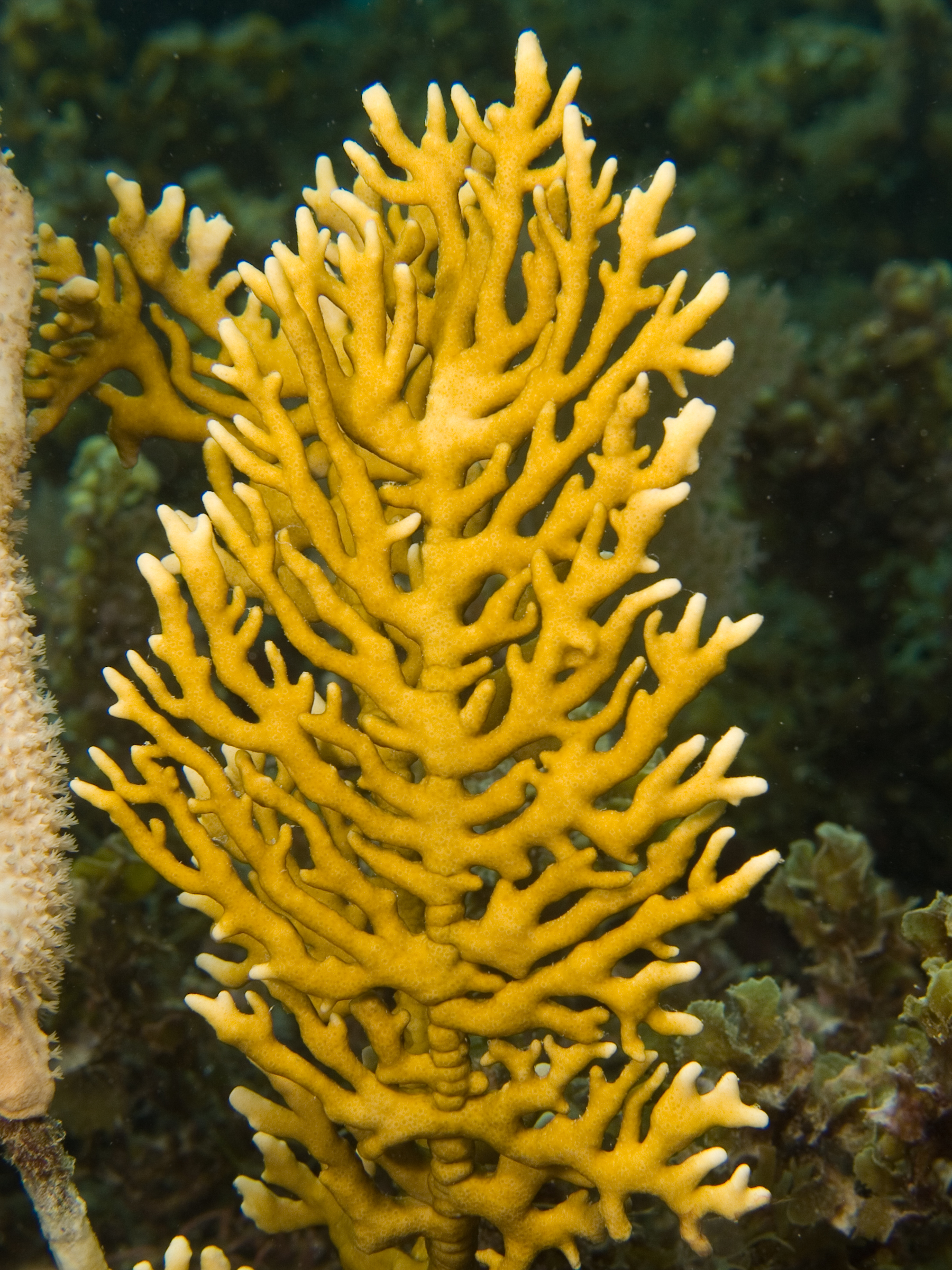 <p>Branching Fire Coral</p>