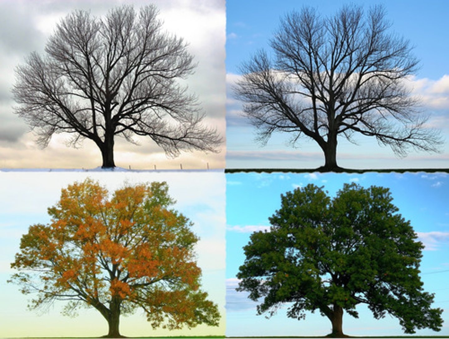 <p>season, seasons</p>