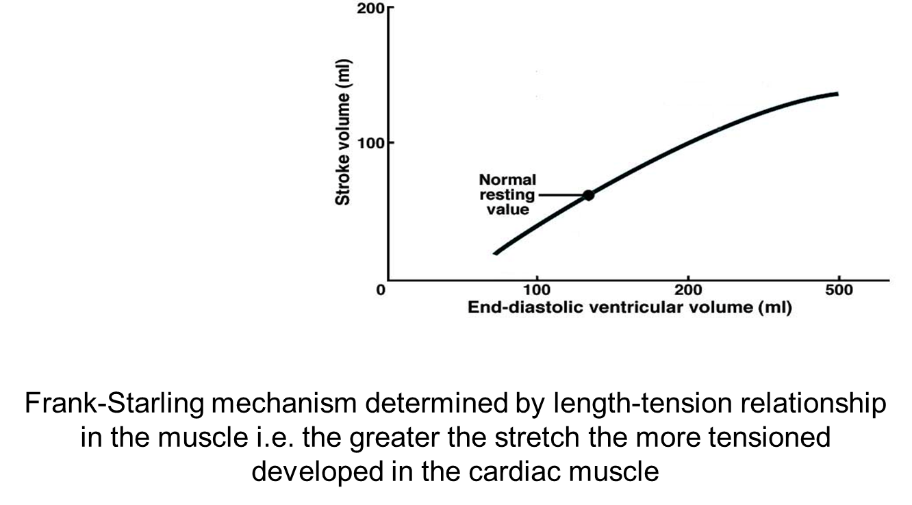 <p>The Frank–Starling mechanism states that when more blood returns to the heart (higher venous return), the ventricles fill more, and so the muscle fibres are stretched more. This extra stretch makes the heart contract more strongly, so it pumps out more blood (higher stroke volume).</p><p><em>Ventricles contract with more force (higher stroke volume) if it contains more blood</em></p>