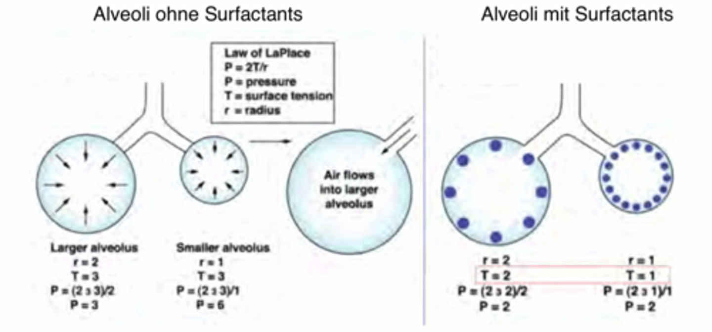 <p>Alveoli ohne Surfactants:</p><p>Grosse Oberflächenspannung = viel Kraft</p><p>Wassermoleküle interagieren miteinander & führen zu hoher Spannung an Oberfläche der Zelle </p><p>-> Gesetz von LaPlace: Druck innerhalb von kleinen Alveolen ist grösser als innerhalb von grösseren Alveolen</p><p>-> Konsequenz: Eingeatmete Luft würde nur in die Alveolen mit kleinerem Druck gehen & dies würde zur Kollabierung der kleinen Alveolen mit grösserem Innendruck führen = Kollabierung der Lunge </p><p>Alveoli mit Surfactants:</p><p>Wassermoleküle können nicht mehr so gut interagieren. In den kleinen Alveoli ist die Konz. der Surfactants grösser & der Druck wird tief gehalten. Der Druck wird in jedem Alveoli gleich hoch gehalten. Dh wenn eingeatmete Luft eindringt verteilt sie sich gleichmässig über alle Alveolen. </p>