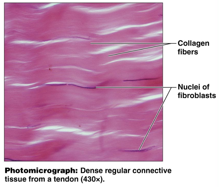 <p>Dense Regular CT: Function</p>