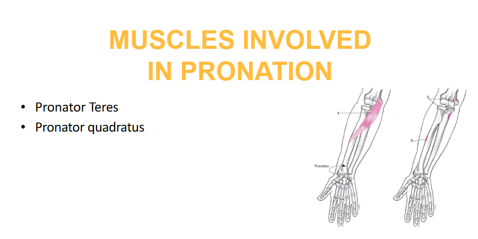 <p>A rotatory movement of the forearm around a vertical axis, driven primarily by the pronator teres and pronator quadratus muscles.</p>