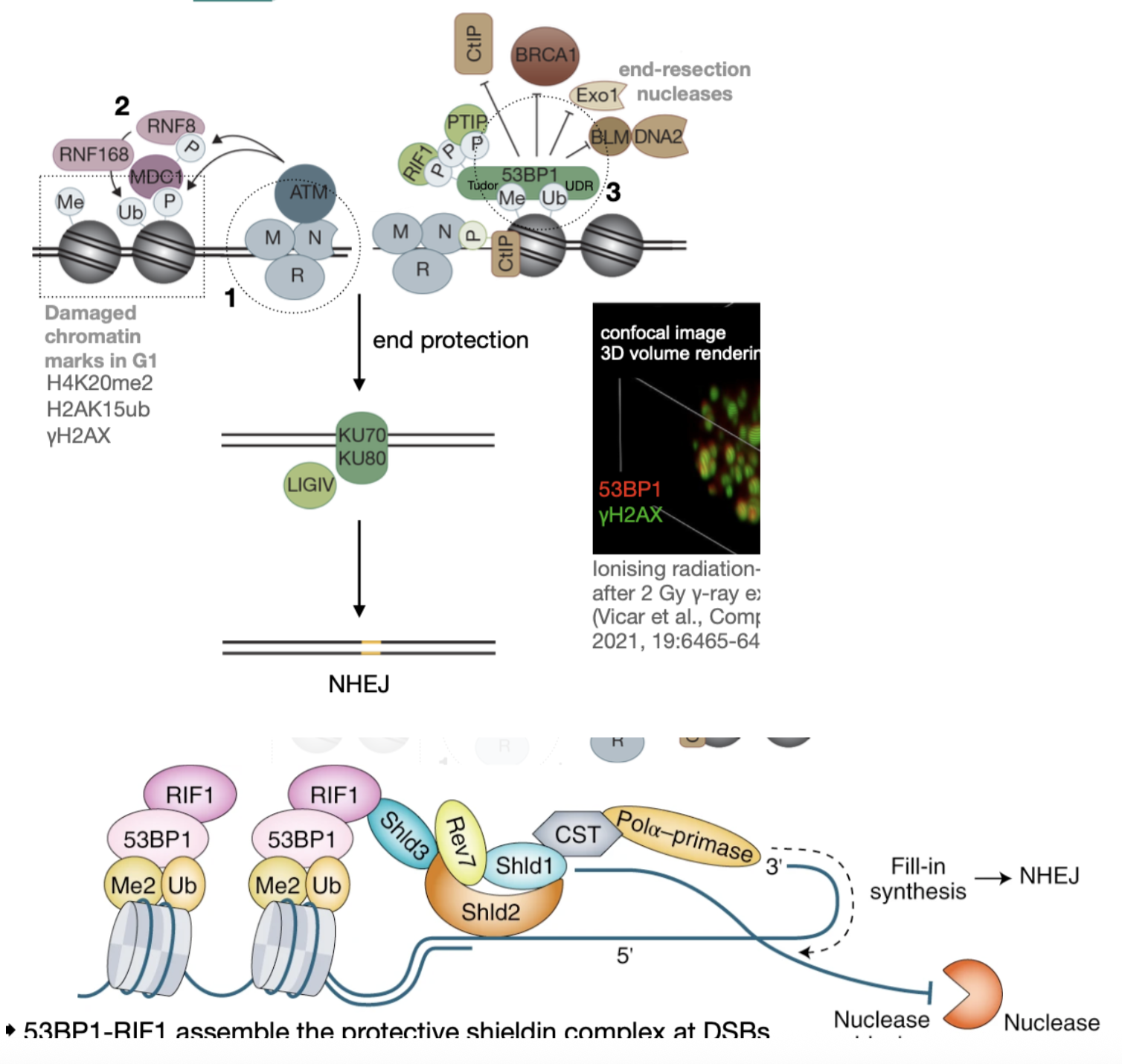 <ol><li><p>In G1 (methylated histones), active ATM phosphorylates local histones with damaged DNA (marks as yH2AX)</p></li><li><p>phosphorylated histones recruit ubiquitin ligases (RNF8, then RNF168) to ubiquitinate the histone tail</p></li><li><p>Methyl and ubiquitin molecules in histone tails recruits 53BP1 </p></li><li><p>Phosphorylated 53BP1, which recurs proteins to protect ends from resection nucleases (RIF1)</p></li><li><p>RIF1 recruits ‘sheilding complex’ - shields DNA from ER nucleases - Pola also refills resected ends</p></li></ol><p>NHEJ is permitted</p>