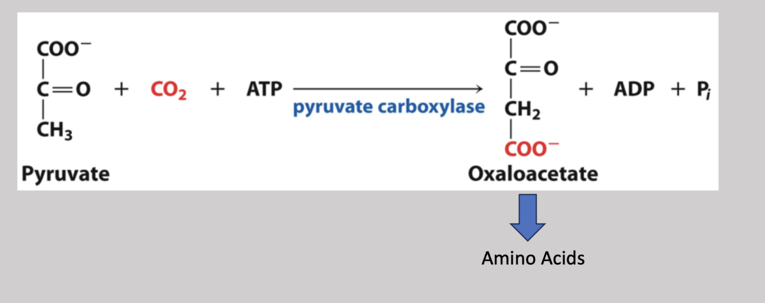 <p>Under aerobic conditions, it’s oxidized into acetyl-CoA and under anaerobic conditions, it is reduced to lactate or ethanol. If necessary, it can also be converted into oxalacetate that is used to synthesize amino acids </p>