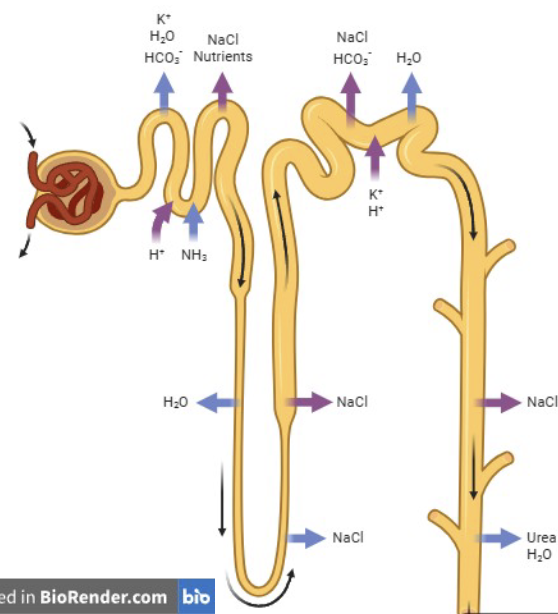 <ul><li><p>After filtration in Bowman’s capsule, primary urine flows into the proximal convoluted tubule and then into the Loop of Henle</p></li><li><p>The filtrate first travels down into the inner renal medulla through the thin segment of the descending limb</p></li><li><p>When the loop turns and ascends back toward the renal cortex, it enters the ascending limb (which is divided into a thick and thin segment)</p></li></ul><p></p>