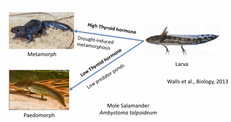 <ul><li><p>Biotic: Predator &amp; Abiotic: Drought</p></li><li><p>drought—> high thyroid hormone production =Metamorph </p></li><li><p>low predators —> low thyroid hormone production = Paedomorph</p></li></ul><p></p>
