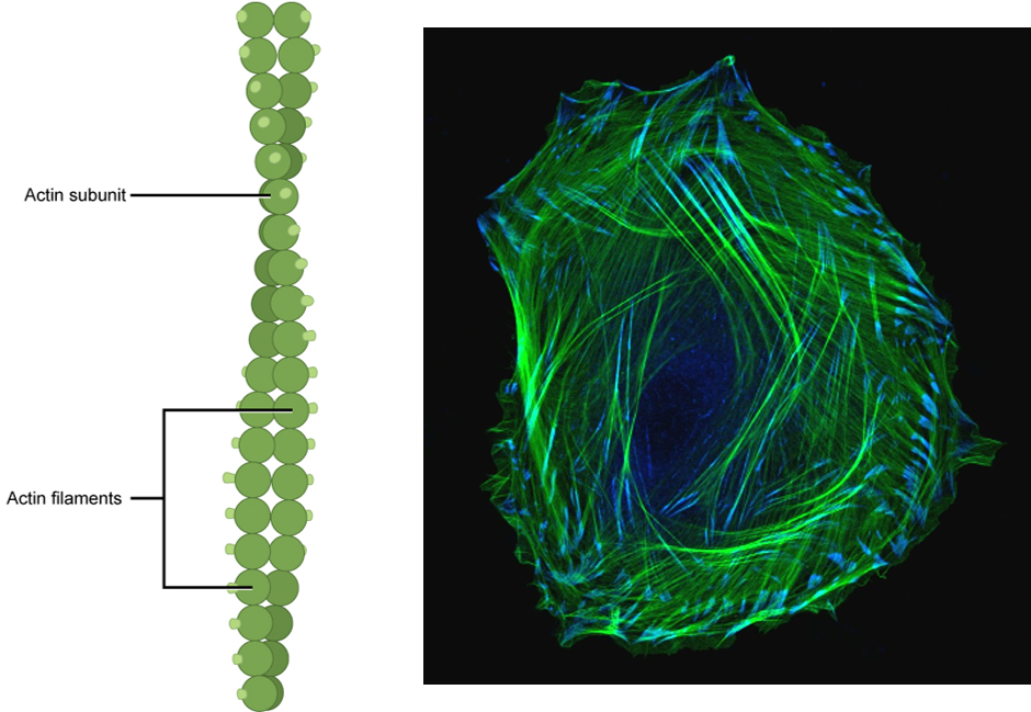 <p>(thinnest) semi flexible strands of protein actin</p>