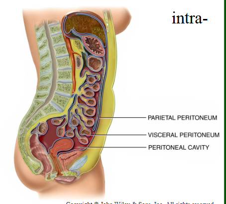 <p>Peritoneum</p><ul><li><p>the body’s largest serous membrane, wraps around most abdominopelvic organs.</p><ul><li><p>Visceral peritoneum: the serosa of the alimentary canal and covers other intra- abdominal organs.</p></li><li><p>Parietal peritoneum: the abdominal wall, connects to visceral peritoneum.</p></li></ul></li></ul><p>Retroperitoneal organs </p><ul><li><p>are covered by visceral peritoneum only on their anterior surfaces. The portion of the organ that lies behind the peritoneum is said to be “retroperitoneal”.</p></li><li><p>Organs in the retroperitoneal space include:</p><ul><li><p>The kidneys and ureters</p></li><li><p>Most of the pancreas</p></li><li><p>The adrenal glands</p></li><li><p>The aorta and inferior vena cava</p></li></ul></li></ul><p></p>