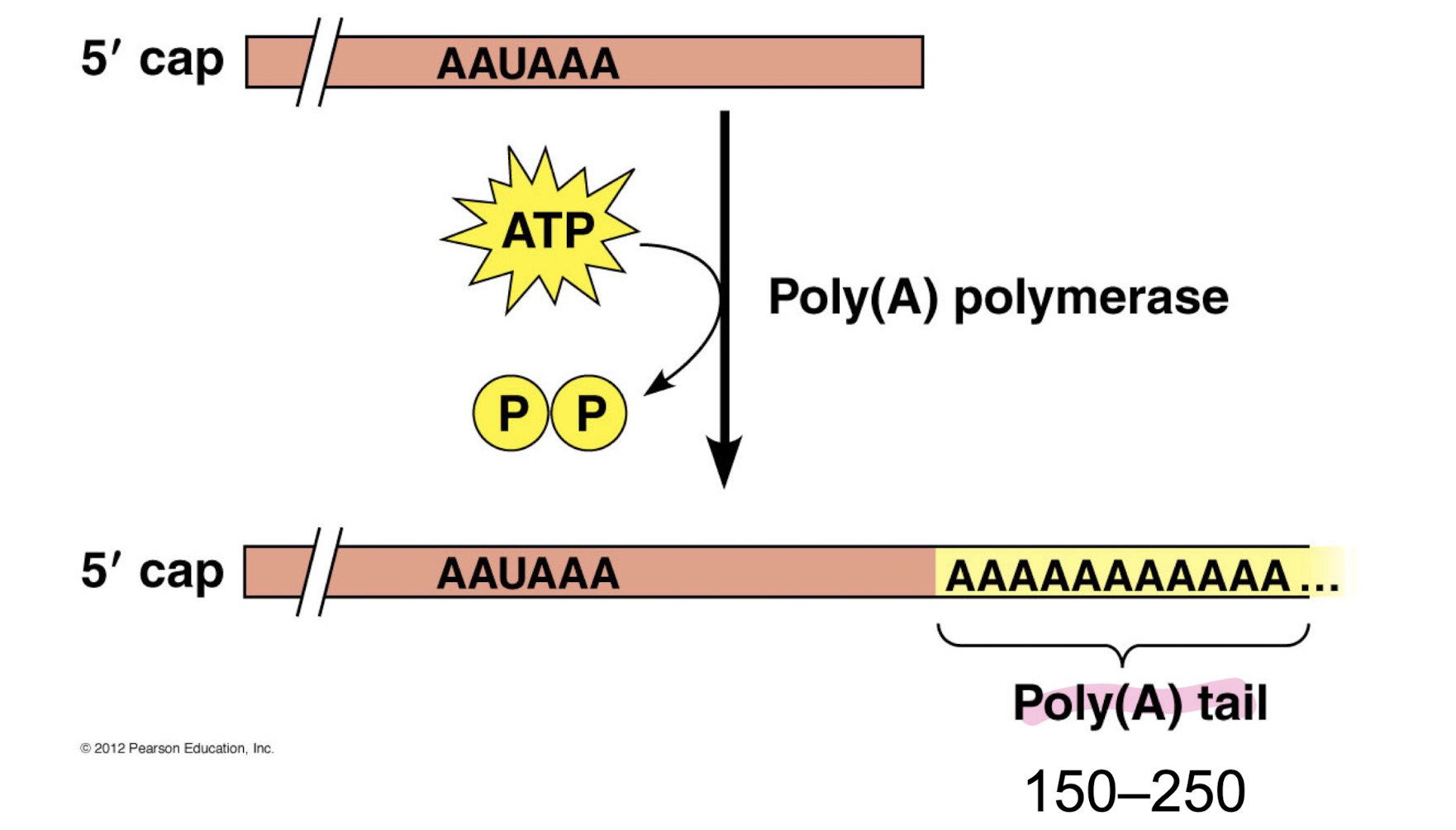 <p>Capping factor proteins attach a 5’ cap on the mRNA’s 5’ end. Cleavage factor section of RNA recruits poly(A) polymerase that attaches a poly(A) tail to the 3’ end of the mRNA.</p><p>Tail and cap helps export from nucleus, helps ribosomes bind, and extends lifespan of mRNA from minutes to hours by blocking RNA digestion enzymes (RNAses)</p>