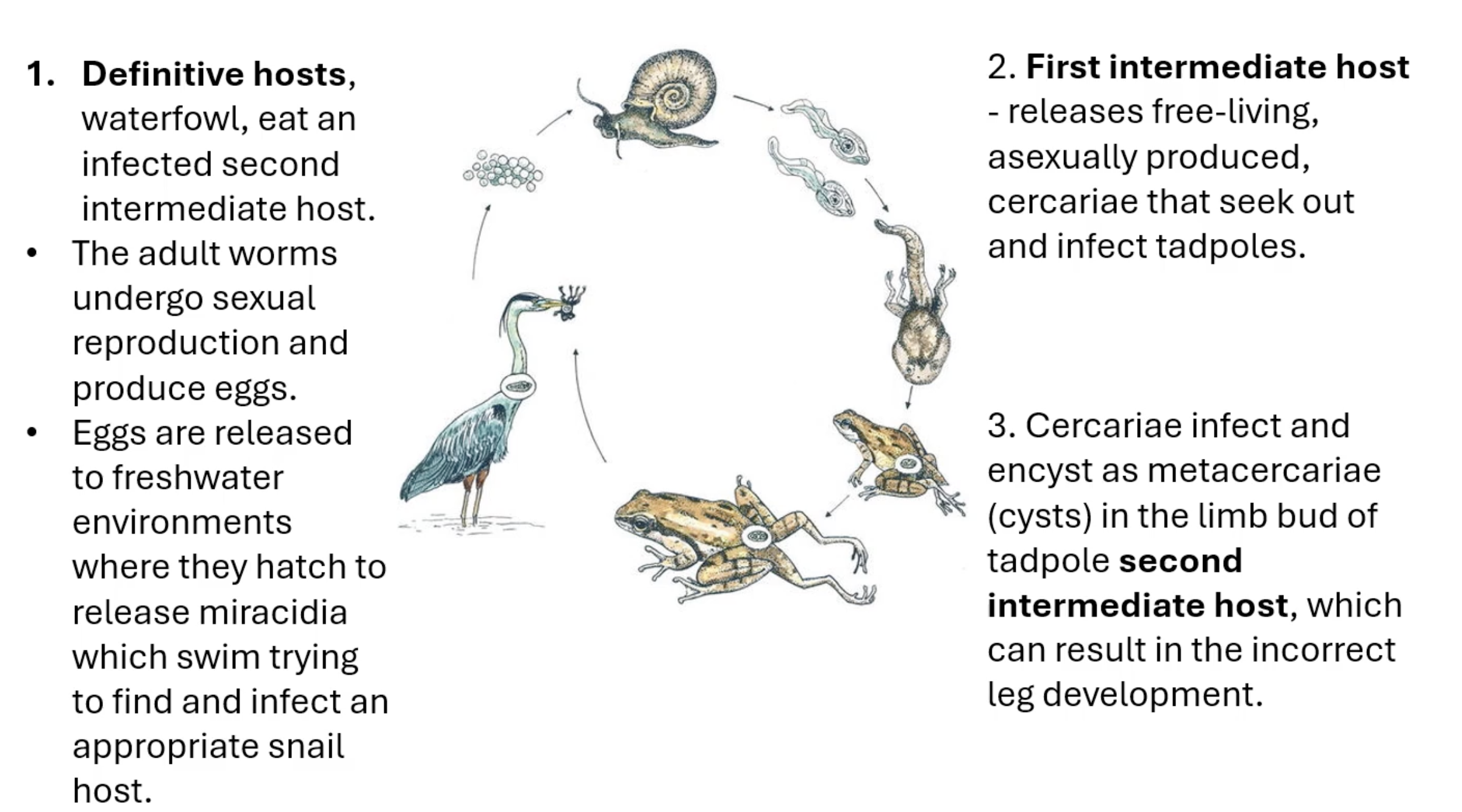<p>waterfowl (definitive host) eat an infected second intermediate host (tadpole/frog), adult worms undergo sexual reproduction and produce eggs that are released to freshwater environments where they hatch to release miracidia that swim to try to infect a snail host (first intermediate host), the the first intermediate host they reproduce asexually to form cercariae that seek out and infect tadpoles, cercariae infect and encryst as metacercariae (cysts) in the limb bud of tadpoles (second intermediate host) which results in incorrect leg development</p>