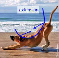<p>The [epaxial/hypaxial] muscles are associated with extension</p>