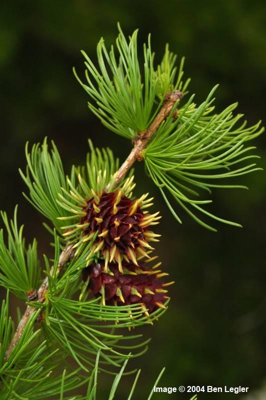 <p>15-30 needles per bundle. Loose needles in the fall. </p>