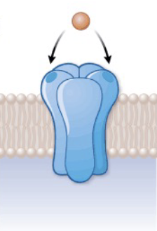 <p>What kind of receptor is this? What are the sites of drug receptor interaction and resultant action?</p>
