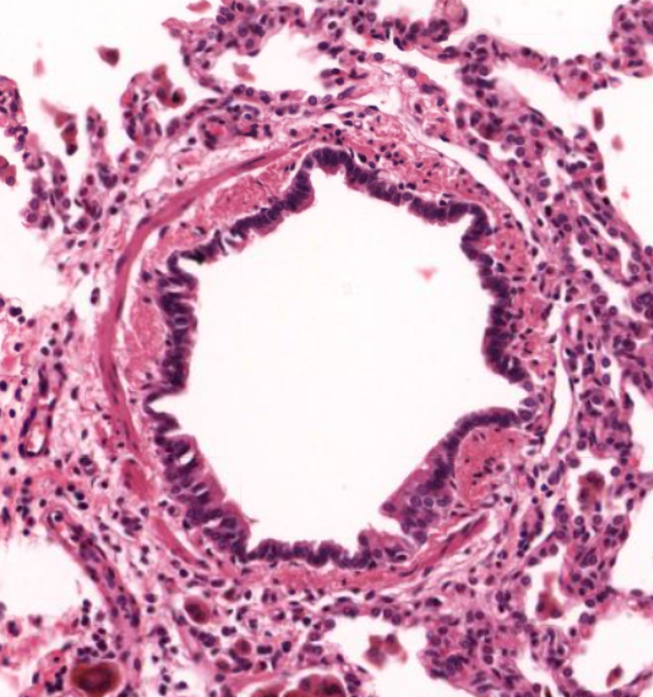 <p>identify the organ </p>