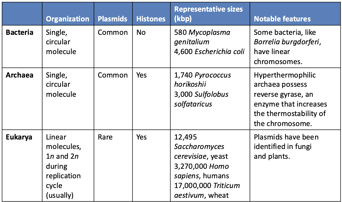 <p><strong><u>Bacteria</u></strong></p><ul><li><p>Single circular chromosome</p></li><li><p>Plasmids common</p></li><li><p>No histones</p></li><li><p>Genome size ~ 580–4,600 kbp</p></li><li><p>Some species (e.g., Borrelia burgdorferi) have linear chromosomes</p></li></ul><p><strong><u>Archaea</u></strong></p><ul><li><p>Single circular chromosome</p></li><li><p>Plasmids common</p></li><li><p>Histones present</p></li><li><p>Genome size ~ 1,740–3,000 kbp</p></li><li><p>Some hyperthermophiles have reverse gyrase for DNA stability</p></li></ul><p><strong><u>Eukarya</u></strong></p><ul><li><p>Multiple linear chromosomes</p></li><li><p>Histones present</p></li><li><p>Plasmids rare</p></li><li><p>Usually diploid (2n), haploid (1n) at some stages</p></li><li><p>Genome sizes much larger</p><ul><li><p>Saccharomyces cerevisiae ~12,495 kbp</p></li><li><p>Homo sapiens ~3,270,000 kbp</p></li><li><p>Triticum aestivum ~17,000,000 kbp</p></li></ul></li></ul><p></p>
