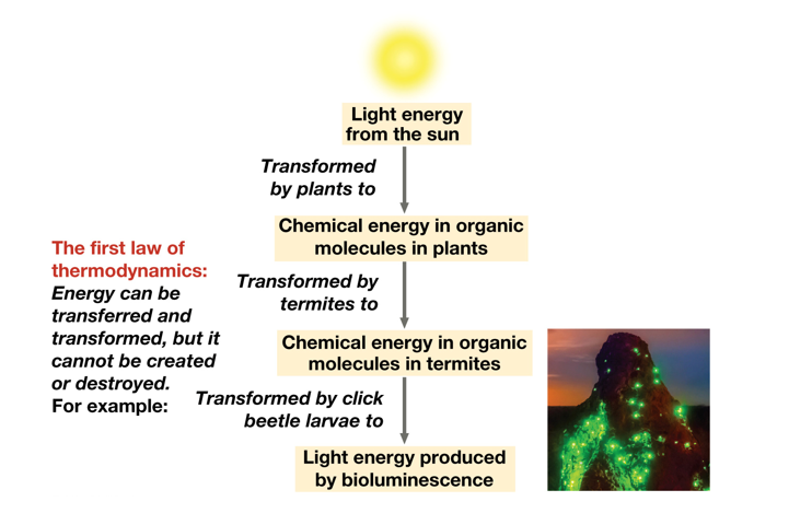 <p>Light energy → Chemical energy in organic molecules. </p>