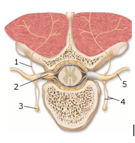 <p><span style="background-color: transparent; font-family: "Times New Roman", serif;"><strong>This figure demonstrates the branches of the spinal nerve. What structure(s) does number 2 indicate?</strong></span></p><p><span style="background-color: transparent; font-family: "Times New Roman", serif;">Dorsal ramus </span></p><p><span style="background-color: transparent; font-family: "Times New Roman", serif;">Dorsal root ganglion </span></p><p><span style="background-color: transparent; font-family: "Times New Roman", serif;">Rami communicans </span></p><p><span style="background-color: transparent; font-family: "Times New Roman", serif;">Sympathetic trunk ganglion</span></p><p><span style="background-color: transparent; font-family: "Times New Roman", serif;"> Ventral ramus</span></p>