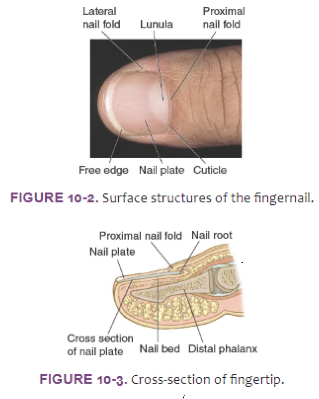 <p>Extends from proximal nail fold, acts as a <strong>seal</strong></p><p></p>