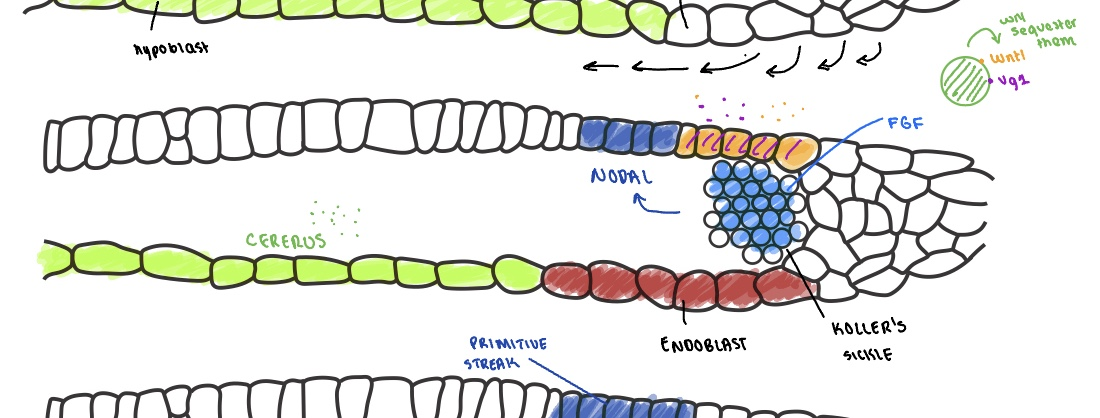 <ul><li><p>proliferation of cells from area opaca form the endoblast next to the hypoblast —> pushes cerberus expression farther away allowing wnt8c and Vg1 activation</p></li><li><p>expressed wnt8c and Vg1 + FGF expressed from the growing Koller’s sickle —> activate NODAL (TGFb)</p></li></ul><p></p>